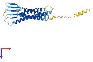 Claudin 22 (CLDN22) (AA 1-220) protein (His tag)