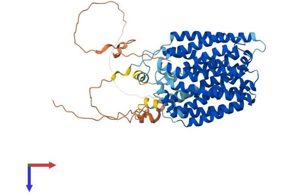 FLVCR Protein (AA 1-555) (His tag)