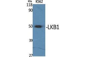 Western Blot (WB) analysis of K562 cells using LKB1 Polyclonal Antibody. (LKB1 Antikörper  (Tyr1313))