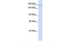 Image no. 1 for anti-PDS5, Regulator of Cohesion Maintenance, Homolog A (PDS5A) (AA 1262-1311) antibody (ABIN6738228) (PDS5A Antikörper  (AA 1262-1311))