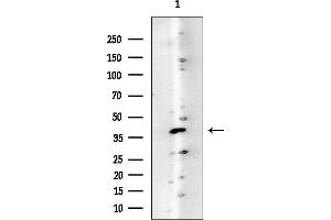 anti-G Protein Pathway Suppressor 2 (GPS2) (N-Term) antibody