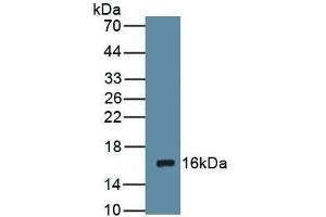 Detection of Recombinant DRD1, Rat using Polyclonal Antibody to Dopamine Receptor D1 (DRD1) (Dopamine Receptor d1 Antikörper  (AA 338-446))