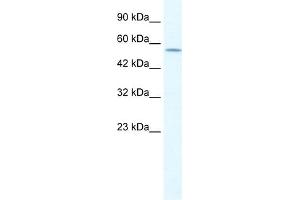 WB Suggested Anti-KCNA10 Antibody Titration:  1. (KCNA10 Antikörper  (Middle Region))