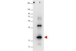 Image no. 1 for anti-Interleukin 32 (IL32) antibody (ABIN1102492) (IL32 Antikörper)