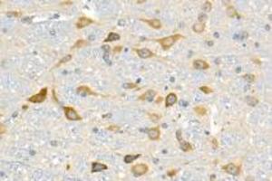 Immunohistochemistry analysis of paraffin-embedded mouse cerebellum using p39 (ABIN7074968) at dilution of 1: 1500 (p39 Antikörper)