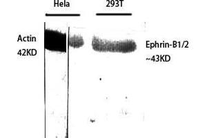 Western Blot (WB) analysis of specific cells using Ephrin-B1/2 Polyclonal Antibody. (Ephrin B1/B2 (Lys102), (Lys99) Antikörper)