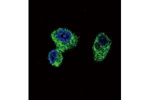 Confocal immunofluorescent analysis of PIGR Antibody (C-term) (ABIN652495 and ABIN2842333) with HepG2 cell followed by Alexa Fluor 488-conjugated goat anti-rabbit lgG (green). (PIGR Antikörper  (C-Term))