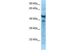 Image no. 1 for anti-Microfibrillar Associated Protein 1 (MFAP1) (AA 61-110) antibody (ABIN6748219) (MFAP1 Antikörper  (AA 61-110))