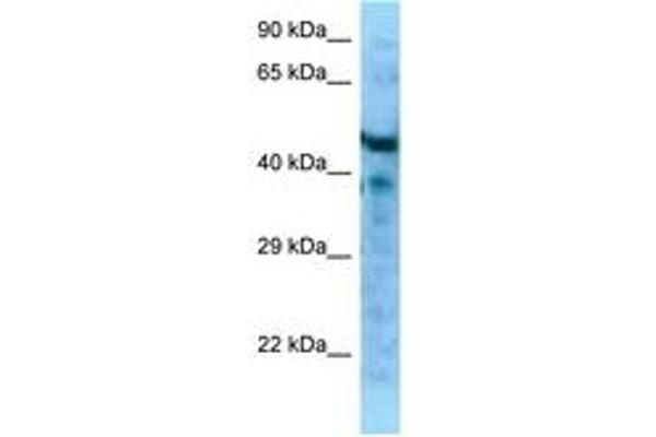MFAP1 anticorps  (AA 61-110)