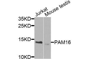 Western blot analysis of extracts of various cell lines, using PAM16 antibody (ABIN6003607) at 1/1000 dilution. (MAGMAS Antikörper)