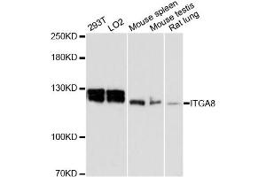 Western blot analysis of extracts of various cell lines, using ITGA8 antibody. (ITGA8 Antikörper)