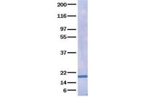 Validation with Western Blot (IL28A Protein)