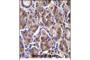 ELX Antibody (N-term) (ABIN657093 and ABIN2846251) immunohistochemistry analysis in formalin fixed and paraffin embedded human stomach tissue followed by peroxidase conjugation of the secondary antibody and DAB staining. (AMELX Antikörper  (N-Term))