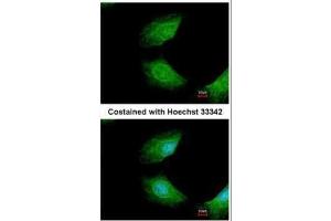 ICC/IF Image Immunofluorescence analysis of methanol-fixed HeLa, using CIAPIN1, antibody at 1:200 dilution. (CIAPIN1 Antikörper)