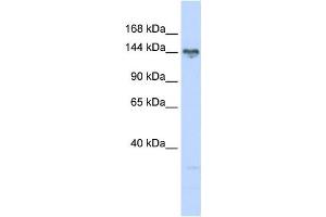 Western Blotting (WB) image for anti-TBC1 (Tre-2/USP6, BUB2, Cdc16) Domain Family, Member 1 (TBC1D1) antibody (ABIN2459859) (TBC1D1 Antikörper)
