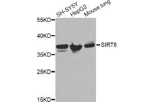 Western blot analysis of extracts of various cell lines, using ANXA2 Antibody. (Annexin A2 Antikörper)