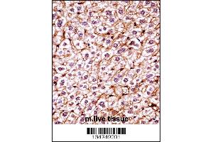 Mouse Csnk1e Antibody immunohistochemistry analysis in formalin fixed and paraffin embedded mouse live tissue followed by peroxidase conjugation of the secondary antibody and DAB staining. (CK1 epsilon Antikörper  (C-Term))