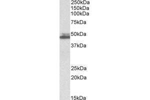 AP23746PU-N SH3GL1 antibody staining of K562 lysate at 0.