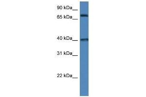 Western Blot showing MPO antibody used at a concentration of 1 ug/ml against 293T Cell Lysate (Myeloperoxidase Antikörper  (N-Term))