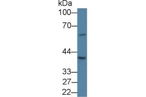 Detection of SLC30A3 in Porcine Cerebrum lysate using Polyclonal Antibody to Solute Carrier Family 30, Member 3 (SLC30A3) (Slc30a3 Antikörper  (AA 286-388))