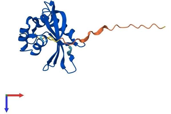 NUDT3 Protein (AA 1-168) (His tag)