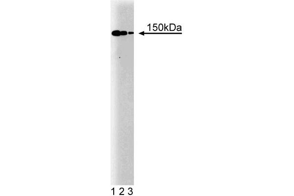 Dynactin 1 Antikörper  (AA 3-202)