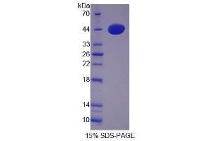 SDS-PAGE (SDS) image for Cathepsin W (CTSW) (AA 22-371) protein (His tag) (ABIN6239220) (Cathepsin W Protein (CTSW) (AA 22-371) (His tag))