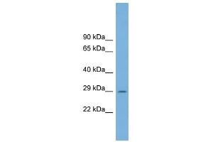 C1ORF43 antibody used at 1 ug/ml to detect target protein.