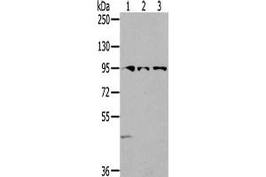 Gel: 6 % SDS-PAGE,Lysate: 40 μg,Lane 1-3: 293T cells, Lovo cells, HepG2 cells,Primary antibody: ABIN7192301(SEMA6A Antibody) at dilution 1/200 dilution,Secondary antibody: Goat anti rabbit IgG at 1/8000 dilution,Exposure time: 2 minutes (SEMA6A Antikörper)