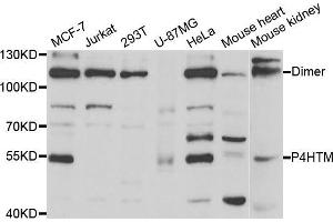 Western blot analysis of extracts of various cell lines, using P4HTM antibody (ABIN5973620) at 1/1000 dilution. (P4HTM Antikörper)