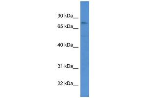 WB Suggested Anti-GSG2 Antibody Titration: 0. (GSG2 Antikörper  (Middle Region))