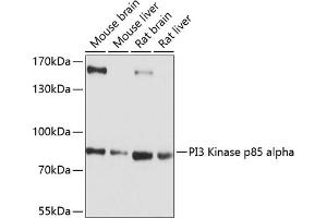 Western blot analysis of extracts of various cell lines, using PI3 Kinase p85 alpha antibody (ABIN6130617, ABIN6145642, ABIN6145645 and ABIN6215197) at 1:1000 dilution. (PIK3R1 Antikörper  (AA 240-380))