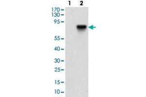 Western blot analysis of Lane 1: Negative control [HEK293 cell lysate]; Lane 2: Over-expression lysate [NT5E (AA: 30-250)-hIgGFc transfected HEK293 cells] with NT5E monoclonal antibody, clone 4G6E3  at 1:500-1:2000 dilution. (CD73 Antikörper  (AA 30-250))