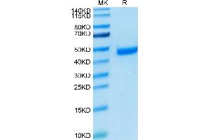 Human Nectin-4 on Tris-Bis PAGE under reduced condition. (PVRL4 Protein (AA 32-351) (His-Avi Tag))