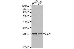 Western Blotting (WB) image for anti-Chromobox Homolog 1 (CBX1) antibody (ABIN1871495) (CBX1 Antikörper)