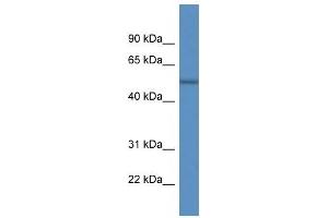 Western Blot showing ARHGAP19 antibody used at a concentration of 1 ug/ml against PANC1 Cell Lysate (ARHGAP19 Antikörper  (C-Term))