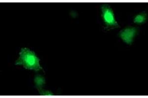 Immunofluorescence (IF) image for anti-ADP-Ribosylation Factor-Like 11 (ARL11) antibody (ABIN1496713) (ARL11 Antikörper)