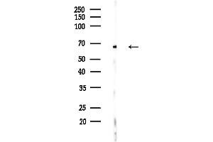 anti-Hexamethylene Bis-Acetamide Inducible 1 (HEXIM1) antibody