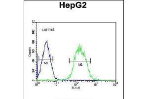 Flow cytometric analysis of HepG2 cells (right histogram) compared to a negative control cell (left histogram). (SFRS16 Antikörper  (AA 254-283))