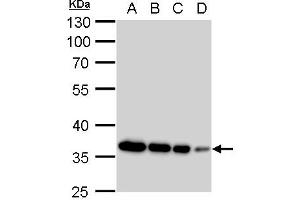 Western Blotting (WB) image for anti-Glyceraldehyde-3-Phosphate Dehydrogenase (GAPDH) antibody (ABIN2857072)