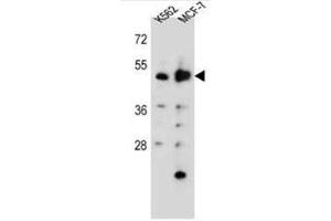 Western blot analysis of DNPEP Antibody (N-term) in K562,MCF-7 cell line lysates (35ug/lane). (Aspartyl Aminopeptidase Antikörper  (N-Term))