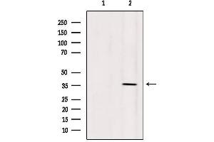 Western blot analysis of extracts from 293, using OR5AN1 Antibody. (OR5AN1 Antikörper  (Internal Region))