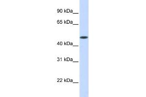 WB Suggested Anti-GLT8D1 Antibody Titration:  0. (GLT8D1 Antikörper  (Middle Region))
