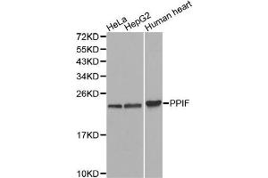 Western blot analysis of extracts of various cell lines, using PPIF antibody. (PPIF Antikörper  (AA 30-207))