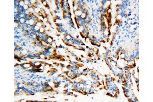 Anti-APE1 antibody, IHC(P) IHC(P): Rat Intestine Tissue (APEX1 Antikörper  (Middle Region))
