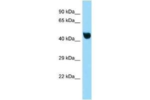 WB Suggested Anti-Nfkbil1 Antibody Titration: 1. (NFKBIL1 Antikörper  (C-Term))