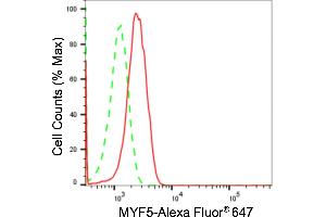 anti-Myogenic Factor 5 (MYF5) antibody