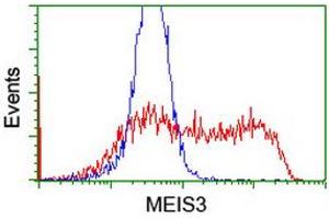 MEIS3 Antikörper  (AA 1-261)