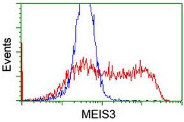 MEIS3 抗体  (AA 1-261)