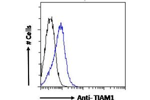 ABIN6391387 Flow cytometric analysis of paraformaldehyde fixed Jurkat cells (blue line), permeabilized with 0. (TIAM1 Antikörper  (C-Term))